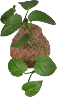 Pothos (Money plat) Ball