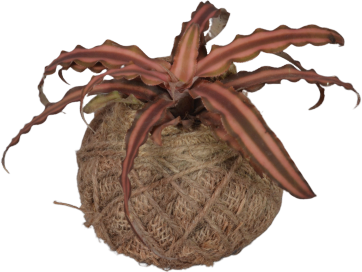 Cryptanthus Ball