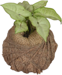 Syngonium (light green) Ball