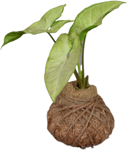Syngonium (veregated) Ball