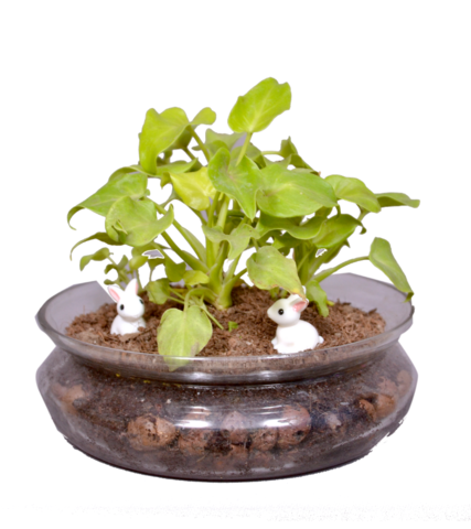 HOW TO MAKE RABBITS TERRARIUM