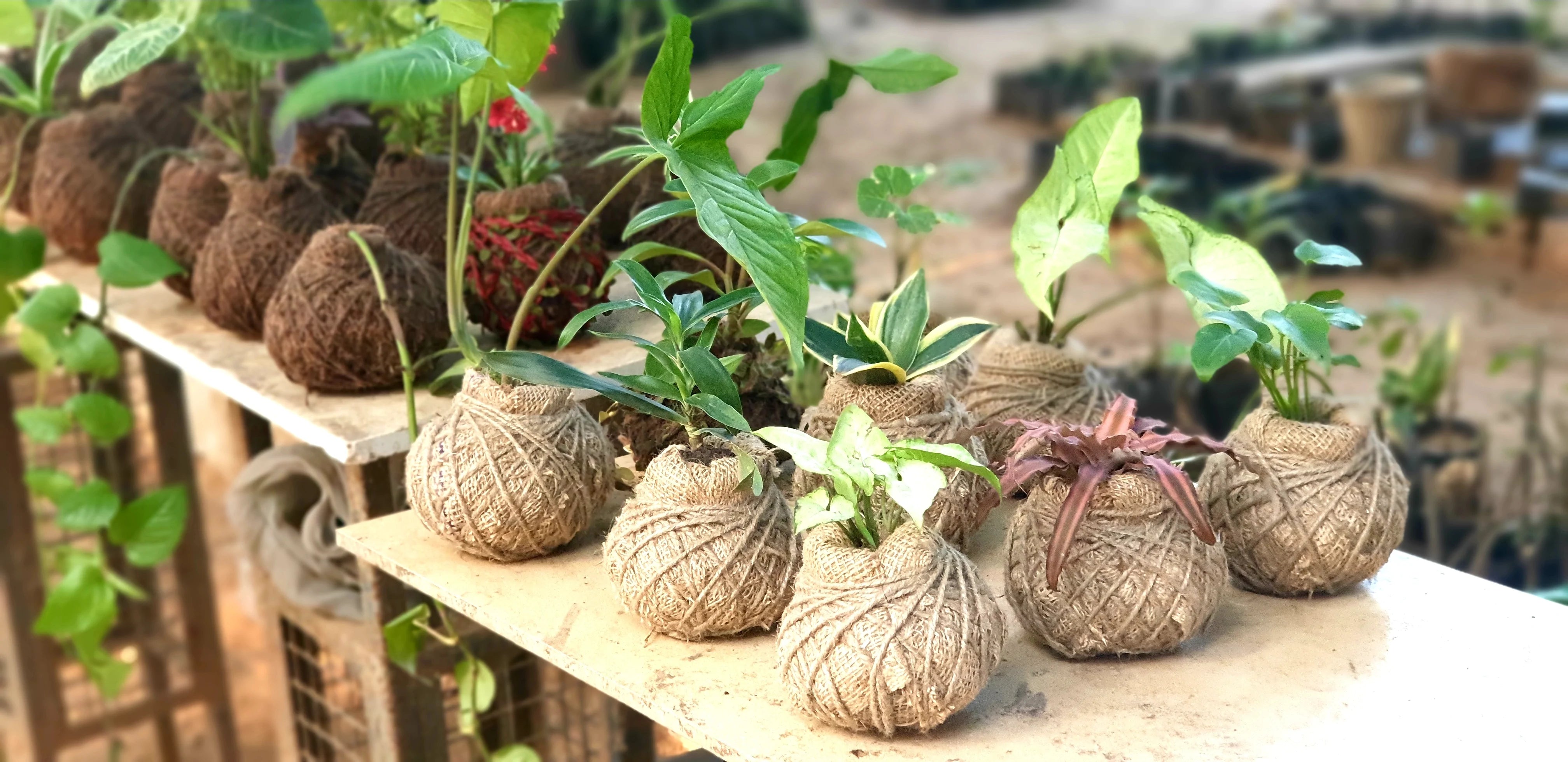 Kokedama Kokedama