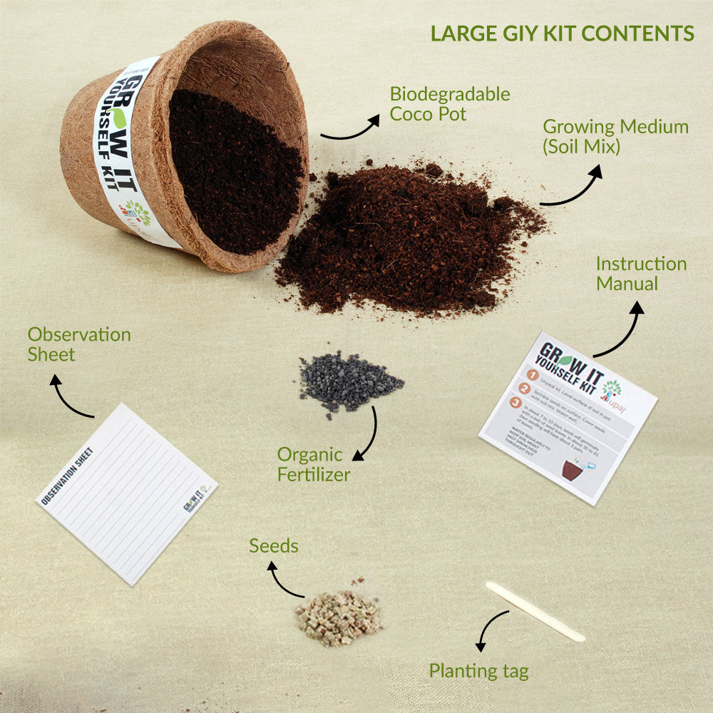 SWEET BASIL LARGE GIY KIT