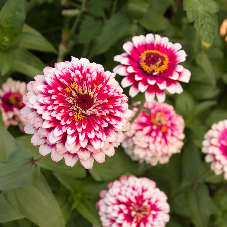 ZINNIA SMALL GIY KIT