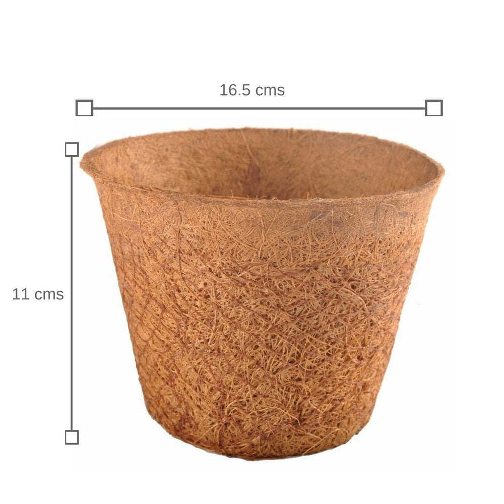SPINACH LARGE GIY KIT