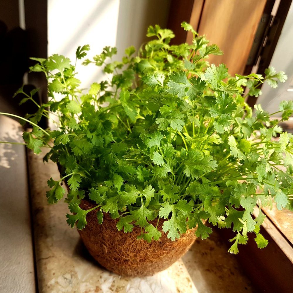 CORIANDER LARGE GIY KIT