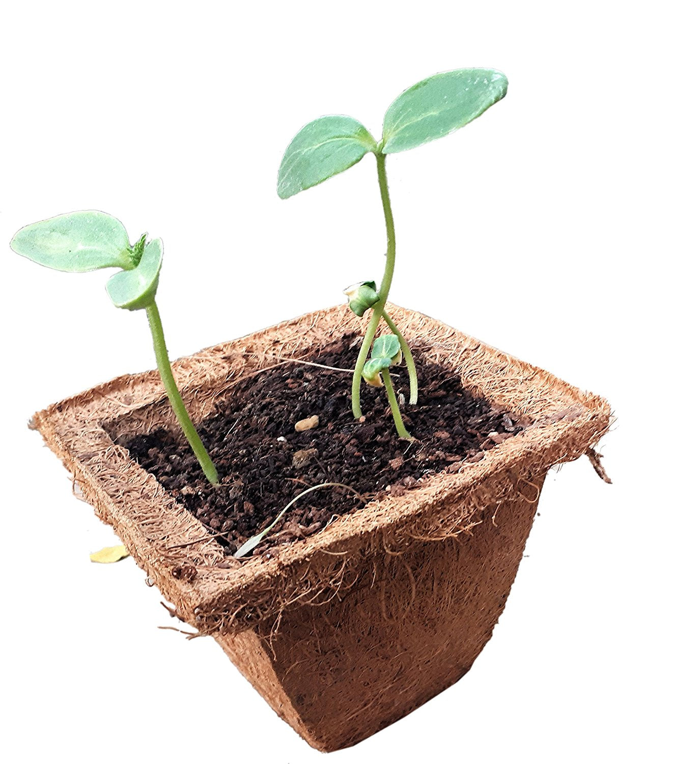 CUCUMBER SMALL GIY KIT