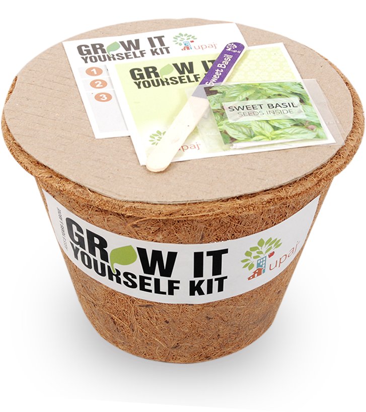 SWEET BASIL LARGE GIY KIT