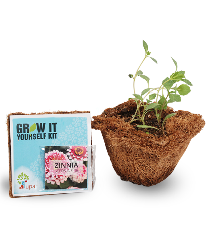 ZINNIA SMALL GIY KIT