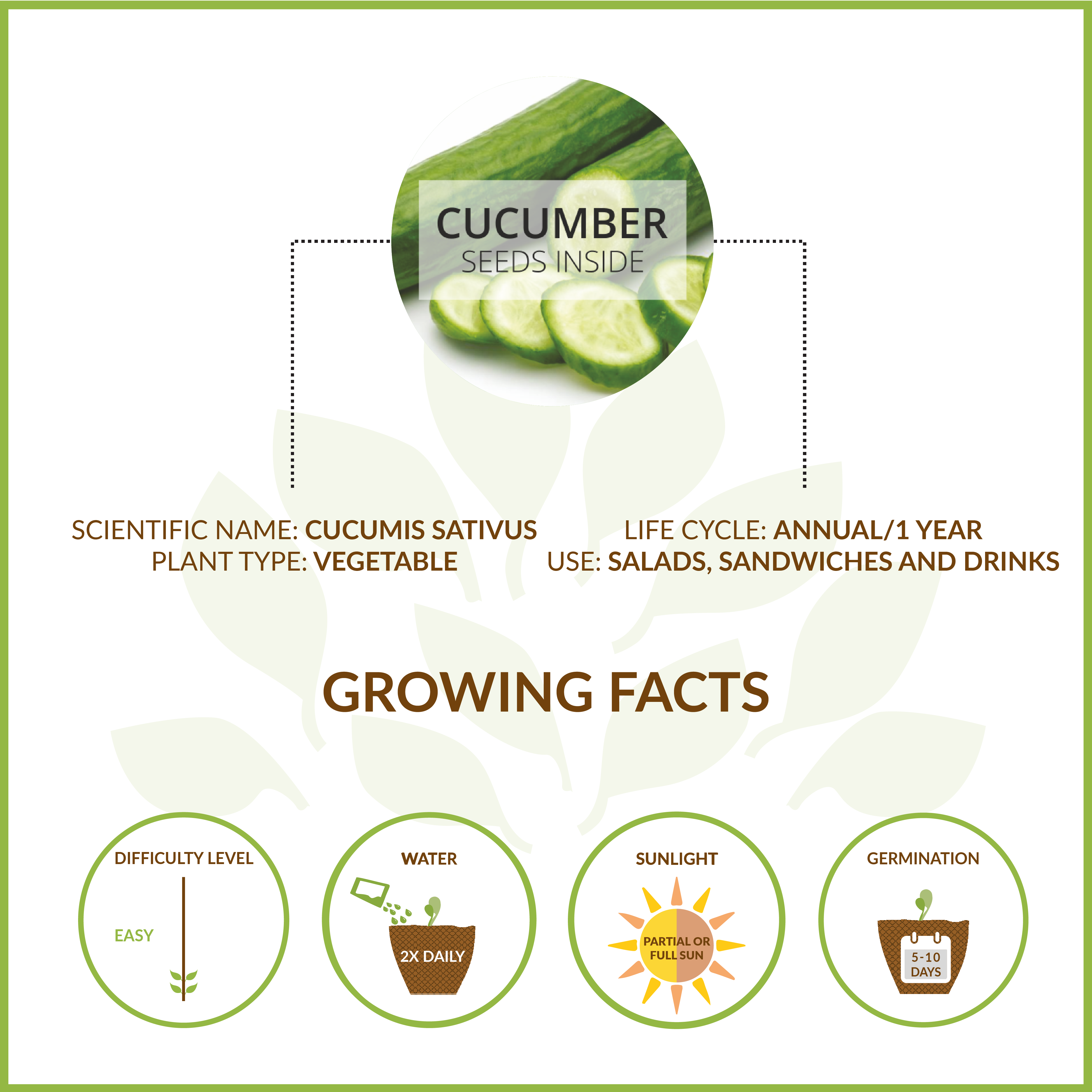 CUCUMBER SMALL GIY KIT