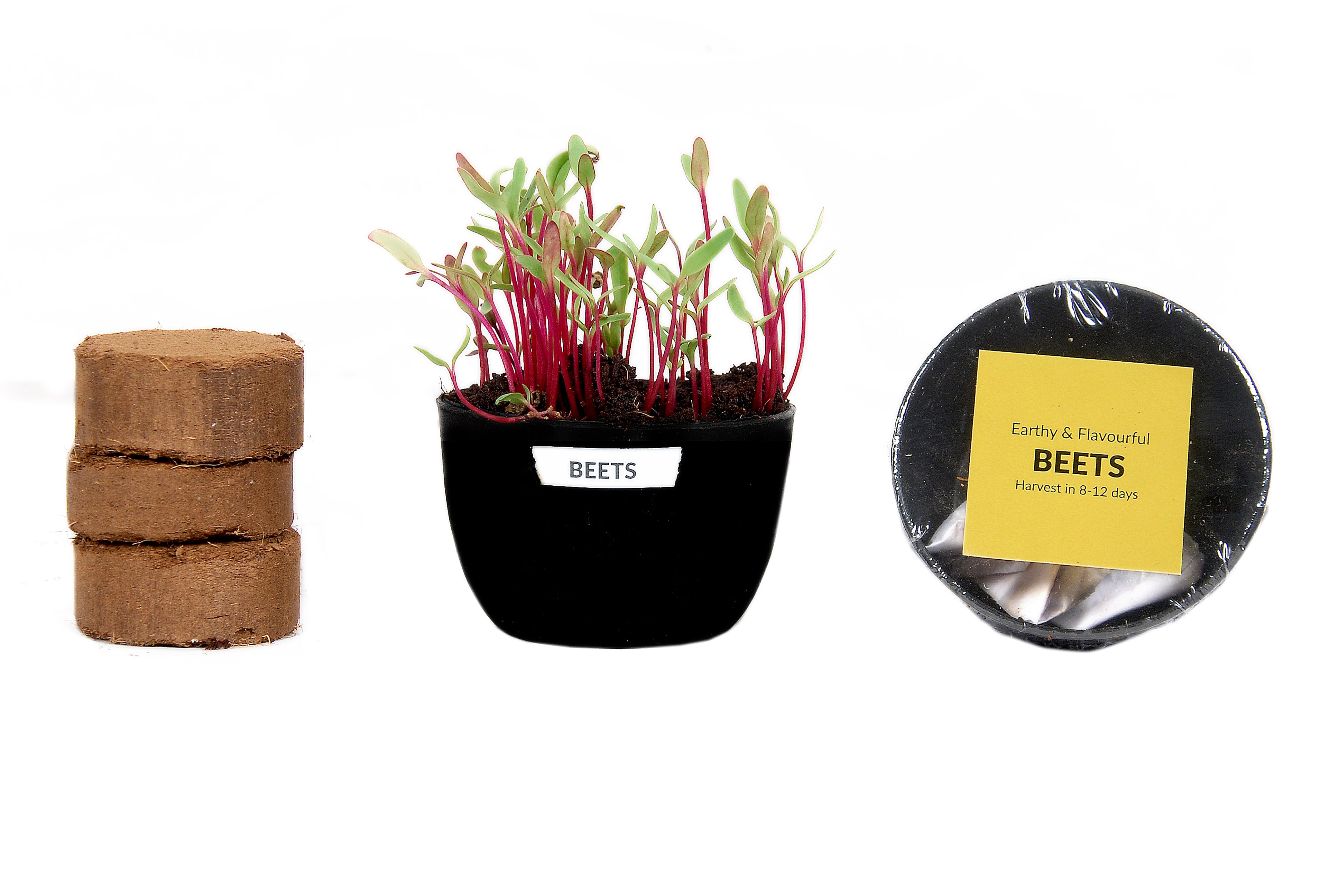 MICROGREENS GIY KIT