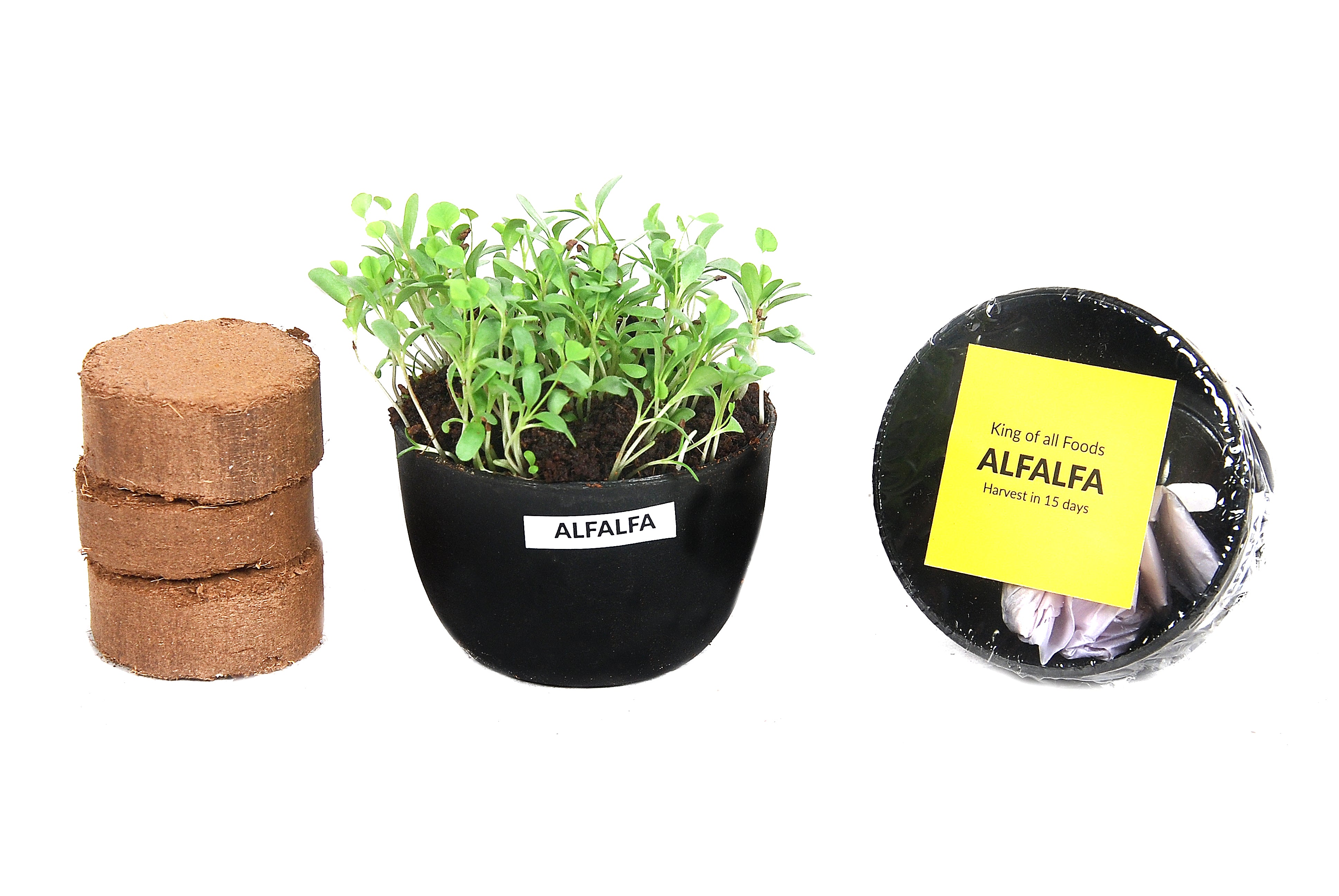 MICROGREENS GIY KIT