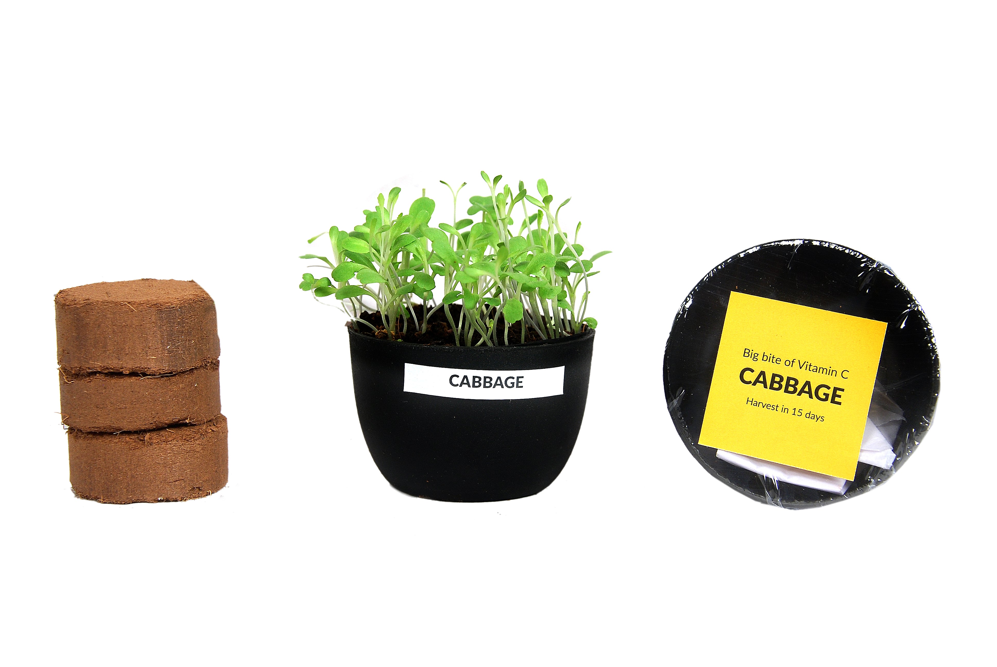 MICROGREENS GIY KIT