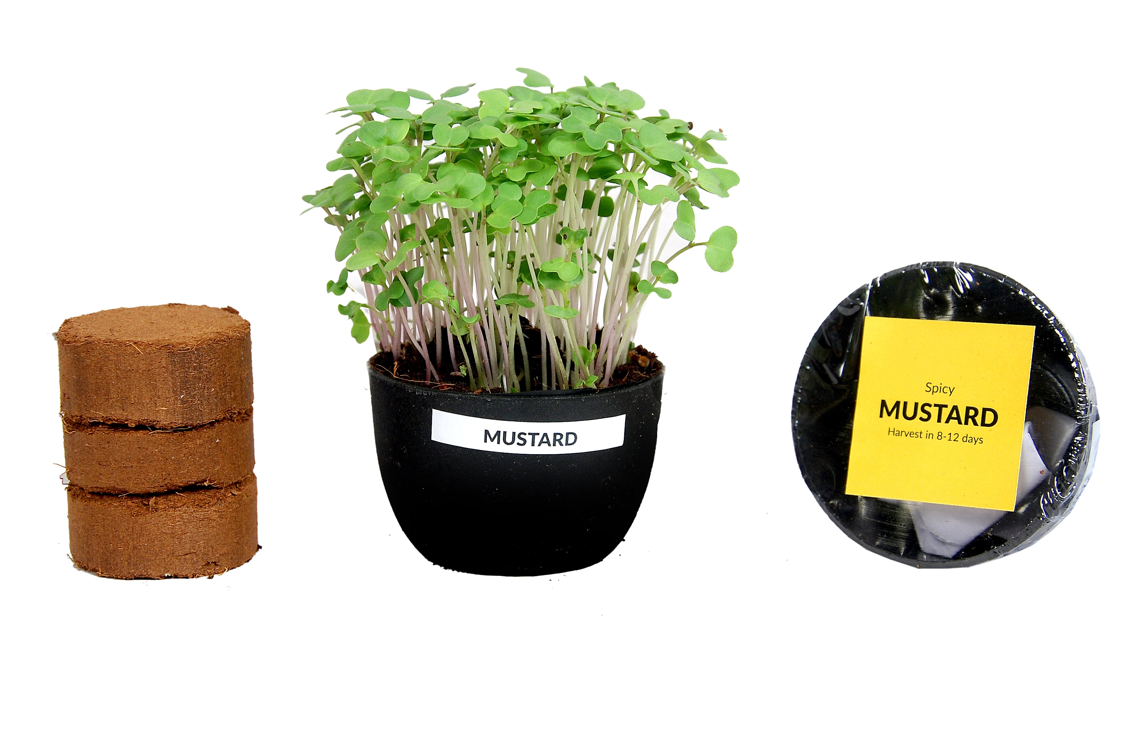 MICROGREENS GIY KIT