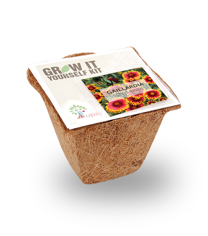 GAILLARDIA SMALL GIY KIT