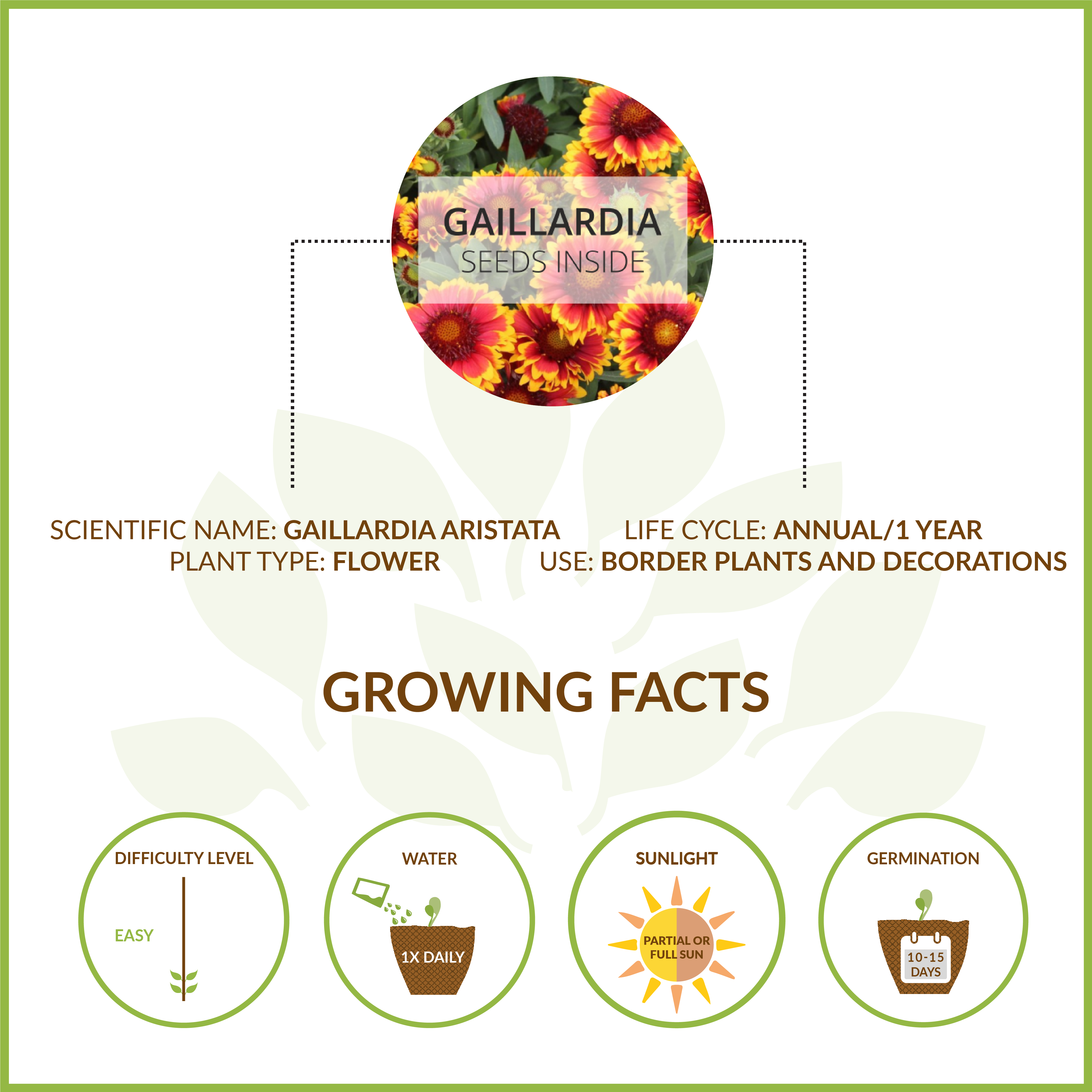 GAILLARDIA SMALL GIY KIT