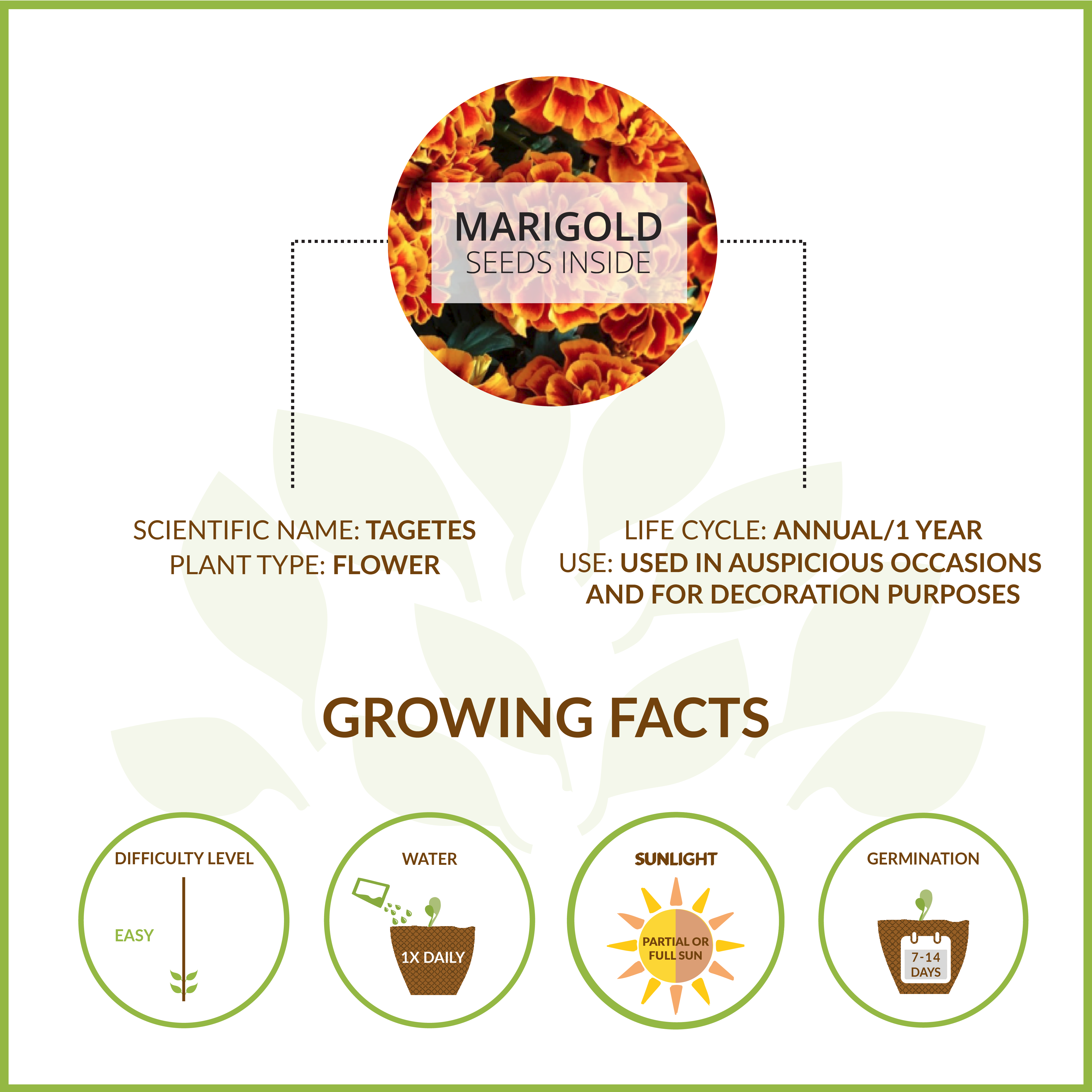 MARIGOLD LARGE GIY KIT