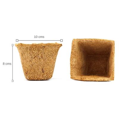 GROW THEM ALL (SMALL GIY KITS - PACK OF 8)