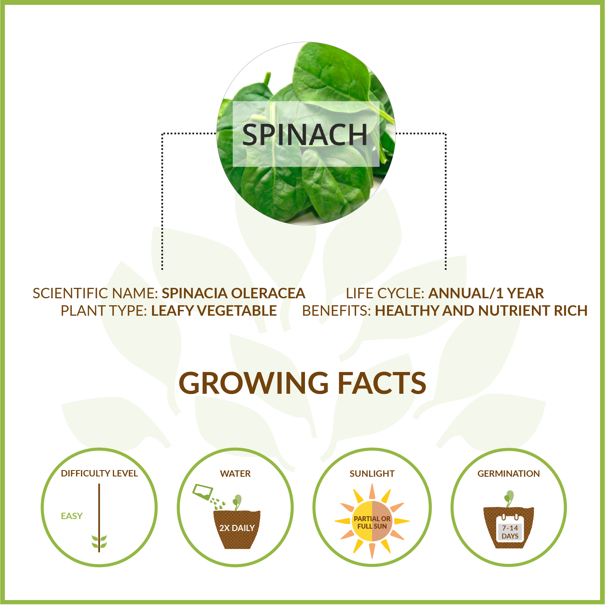 SPINACH LARGE GIY KIT