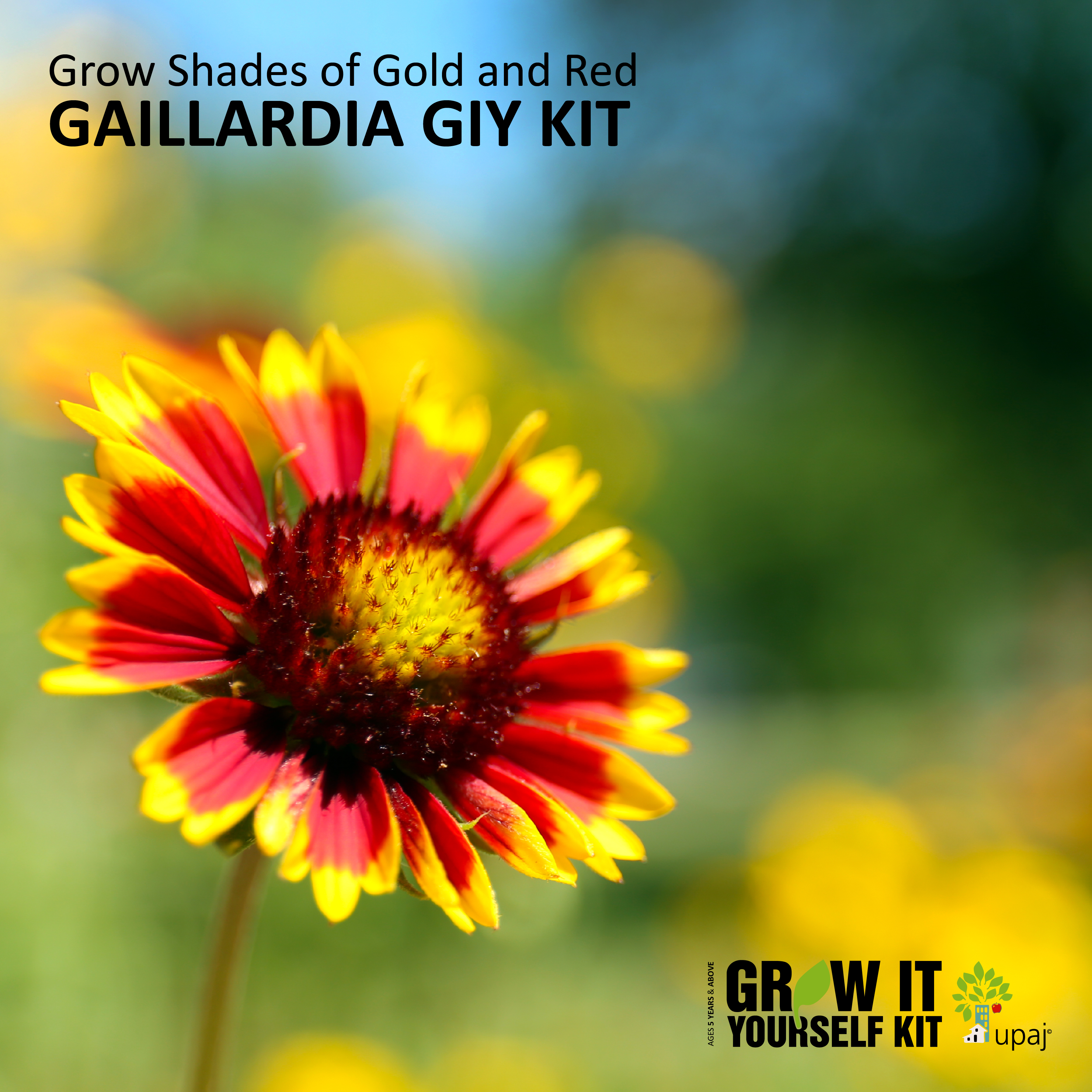 GAILLARDIA SMALL GIY KIT