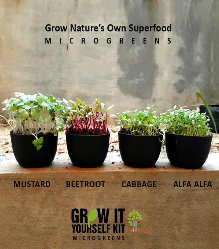 MICROGREENS GIY KIT