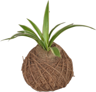 Chlorophytum (Spider plant) Ball