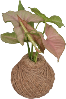 Syngonium (pink) Ball