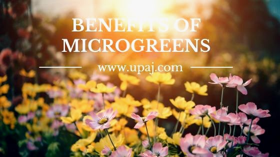 7 Simple Benefits of Microgreens That You Need to Know