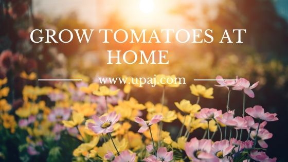 How to Grow Tomatoes for the First Time Easily