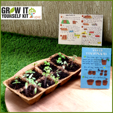 RABI 19.1 VEGETABLE SAPLINGS IN A BIODEGRADABLE COIR SEED STARTUP TRAY