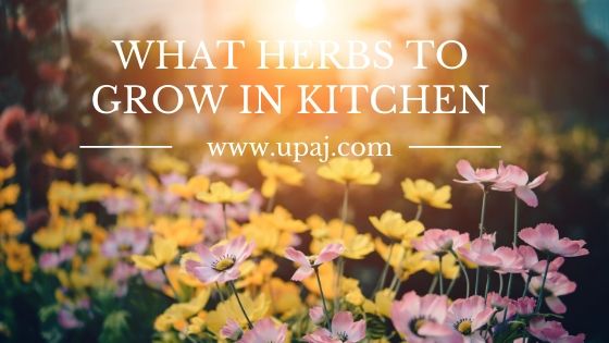 How to Grow the Best Herbs in Your Kitchen