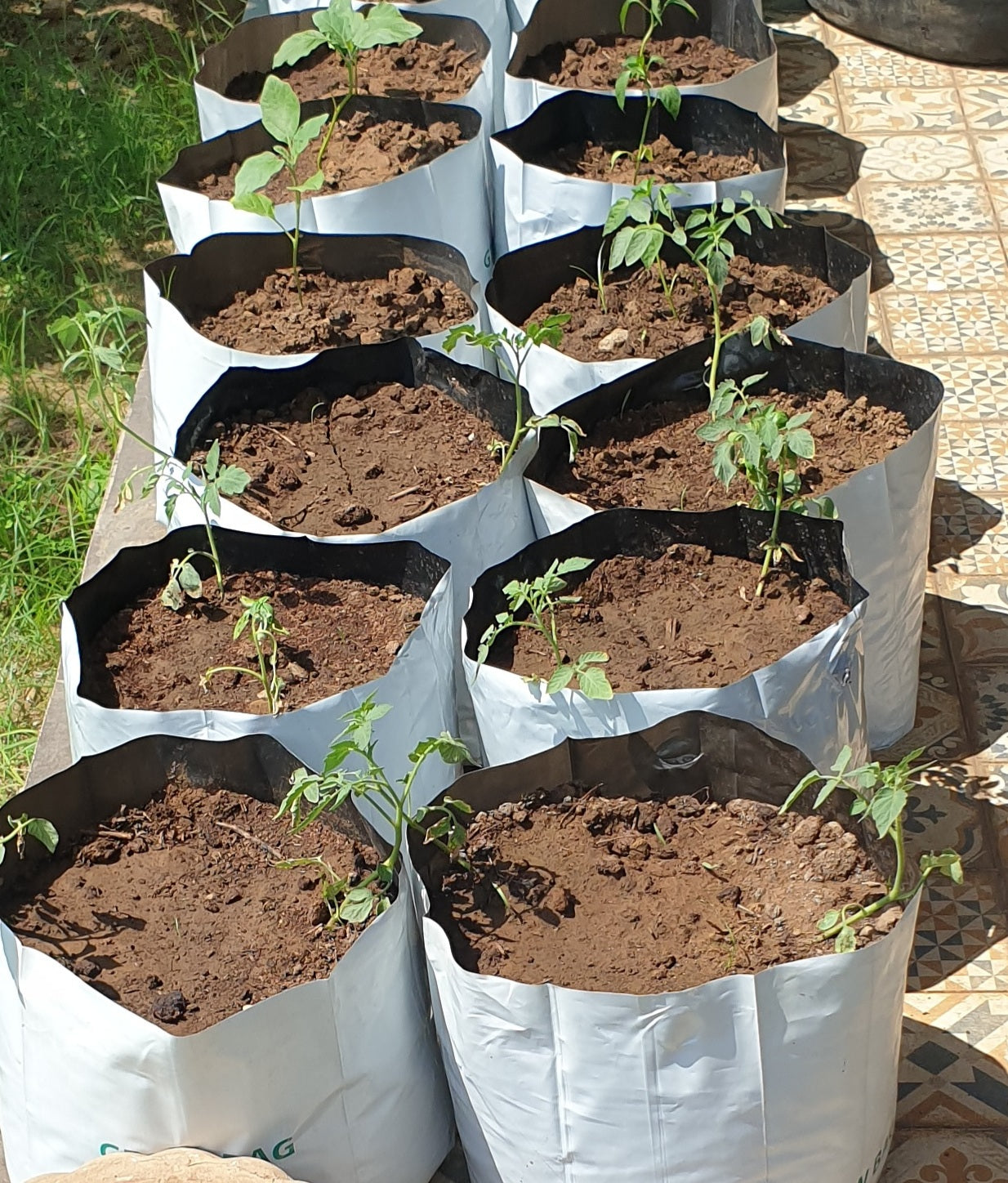 Gardening in Grow Bags 5 Tips for Success  Growing In The Garden