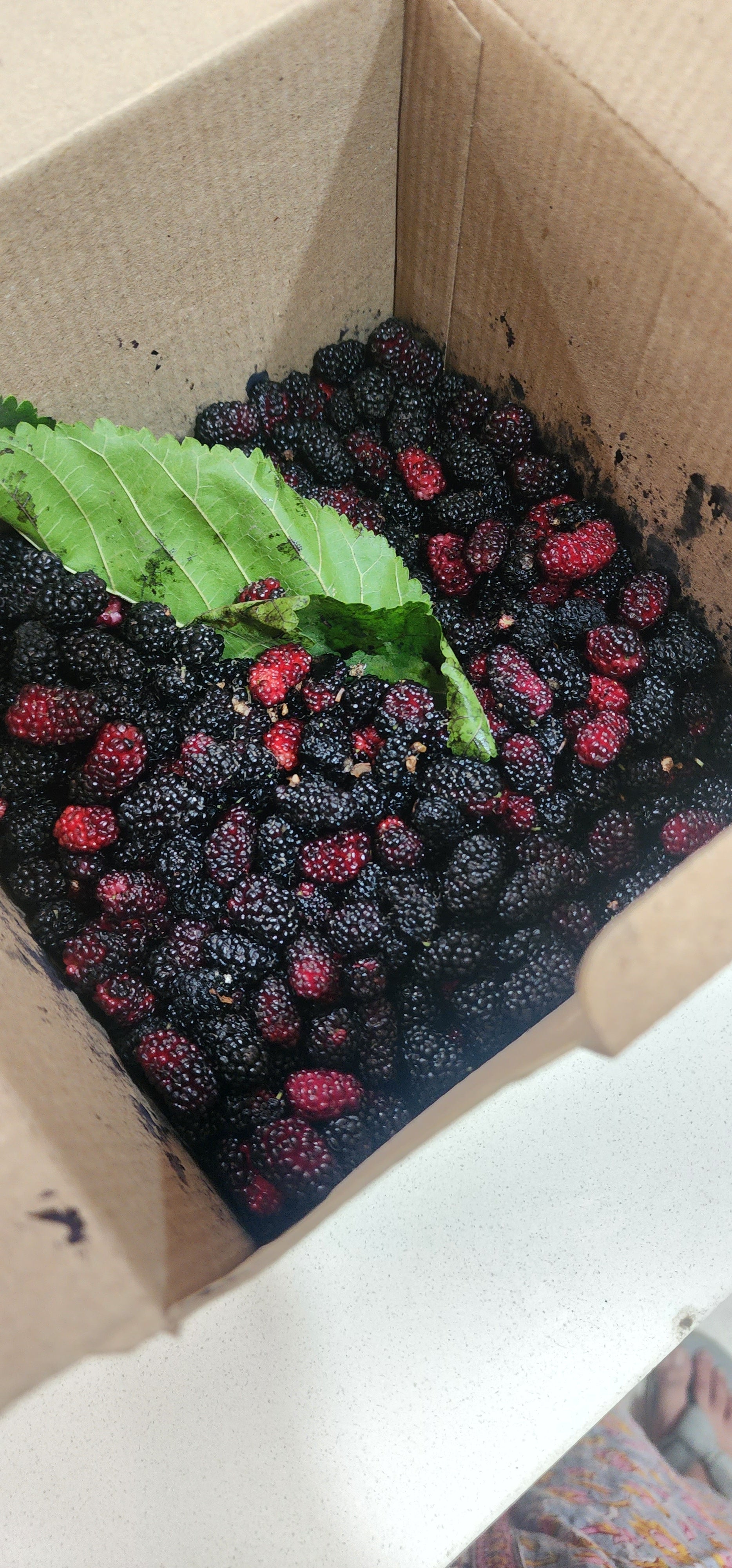 Box of Mulberry (500 gms)