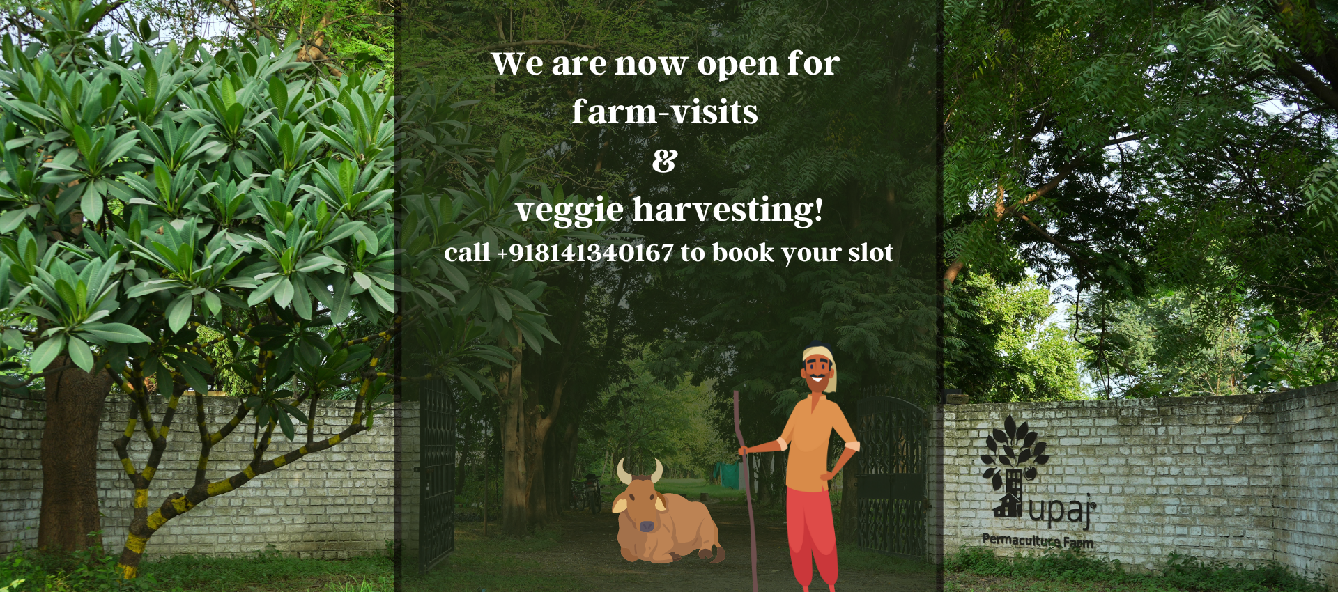 Farm Visit & Vegetable Harvesting